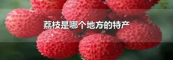荔枝是哪个地方的特产
