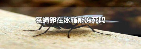 苍蝇卵在冰箱能冻死吗