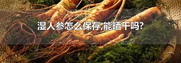 湿人参怎么保存,能晒干吗?