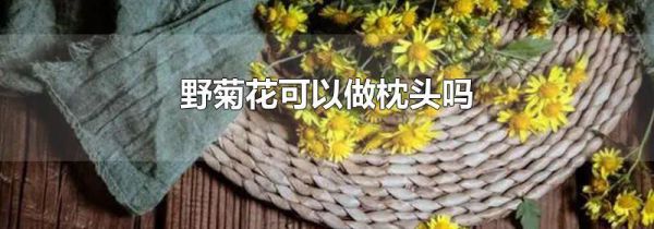 野菊花可以做枕头吗