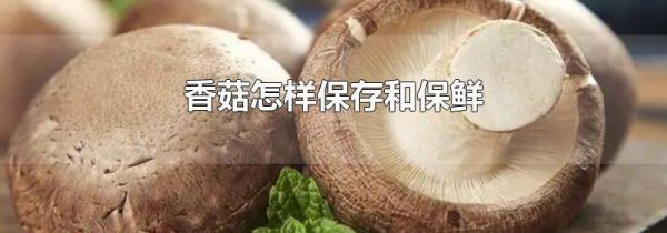 香菇怎样保存和保鲜