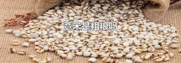 薏米是粗粮吗