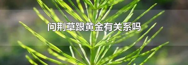 问荆草跟黄金有关系吗