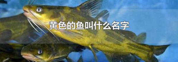 黄色的鱼叫什么名字