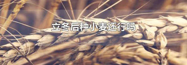 立冬后种小麦还行吗