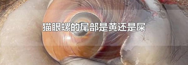 猫眼螺的尾部是黄还是屎