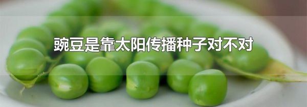 豌豆是靠太阳传播种子对不对