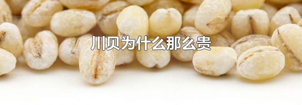 川贝为什么那么贵