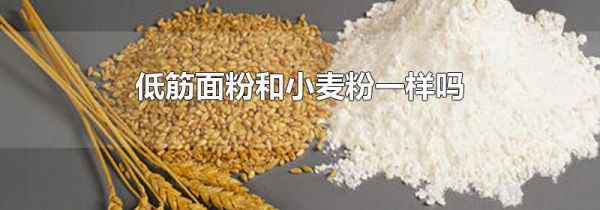 低筋面粉和小麦粉一样吗