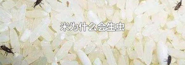 米为什么会生虫
