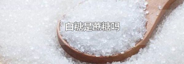 白糖是蔗糖吗