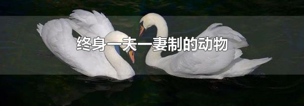 终身一夫一妻制的动物