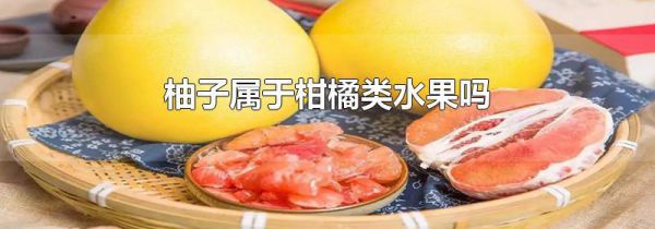 柚子属于柑橘类水果吗