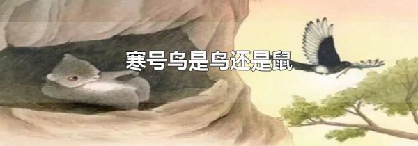 寒号鸟是鸟还是鼠