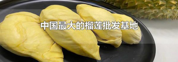 中国最大的榴莲批发基地