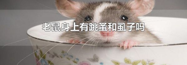 老鼠身上有跳蚤和虱子吗