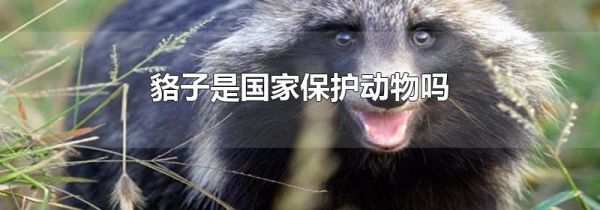 貉子是国家保护动物吗