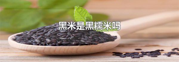 黑米是黑糯米吗