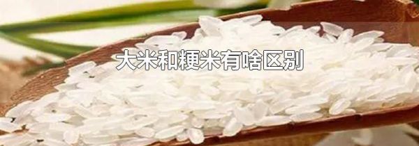大米和粳米有啥区别