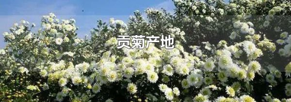 贡菊产地
