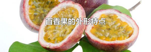百香果的外形特点