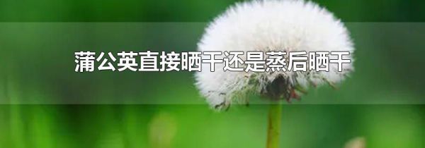 蒲公英直接晒干还是蒸后晒干