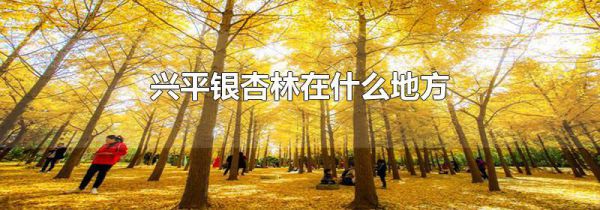 兴平银杏林在什么地方
