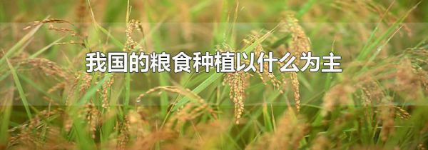 我国的粮食种植以什么为主