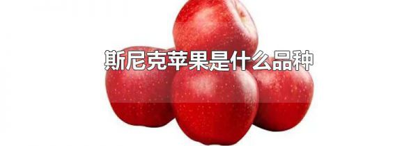 斯尼克苹果是什么品种