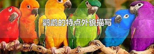 鹦鹉的特点外貌描写