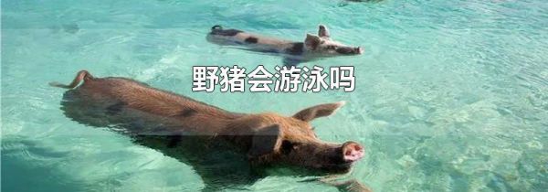 野猪会游泳吗