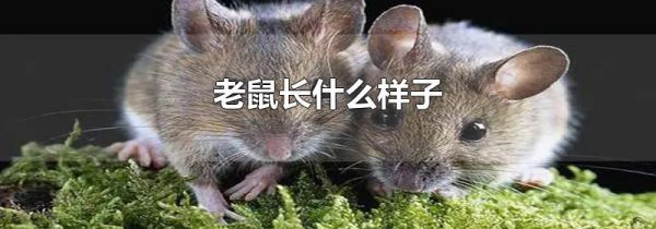老鼠长什么样子