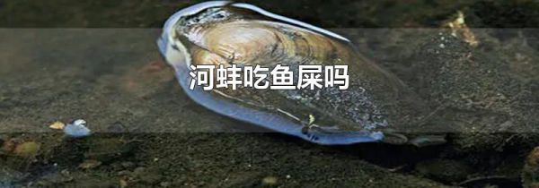 河蚌吃鱼屎吗