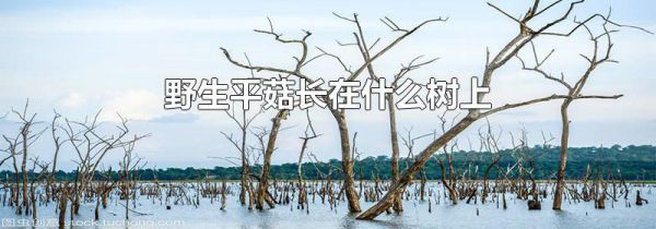 野生平菇长在什么树上