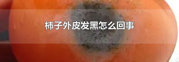 柿子外皮发黑怎么回事