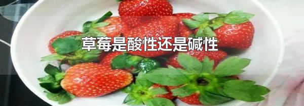 草莓是酸性还是碱性