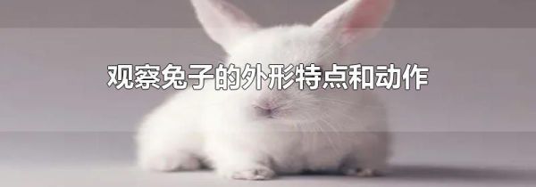 观察兔子的外形特点和动作