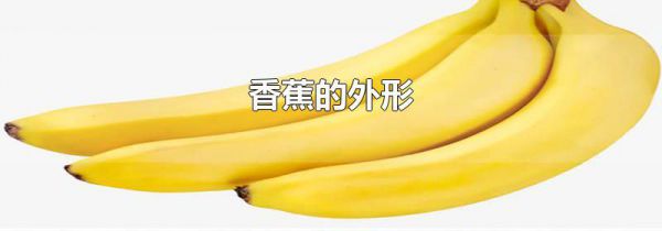 香蕉的外形