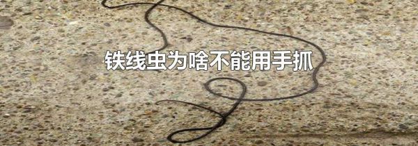 铁线虫为啥不能用手抓