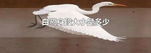 白鹭身段大小是多少