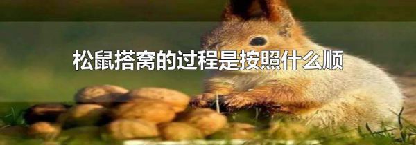 松鼠搭窝的过程是按照什么顺序来的