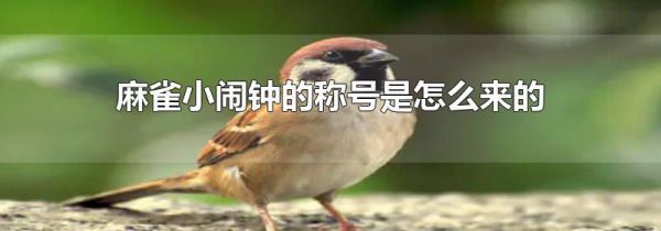 麻雀小闹钟的称号是怎么来的