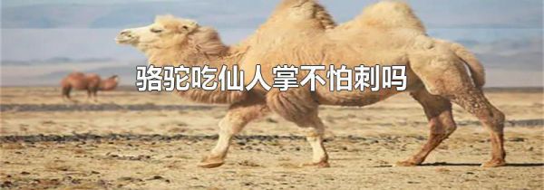 骆驼吃仙人掌不怕刺吗