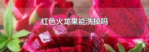 红色火龙果能洗掉吗