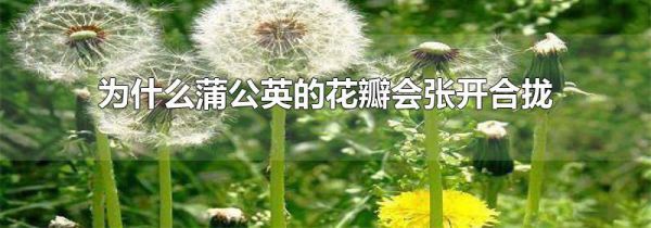 为什么蒲公英的花瓣会张开合拢