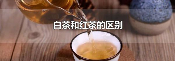 白茶和红茶的区别