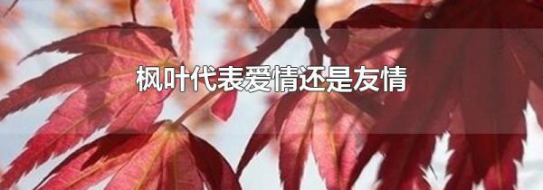 枫叶代表爱情还是友情