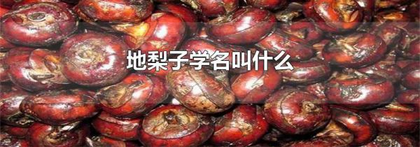地梨子学名叫什么