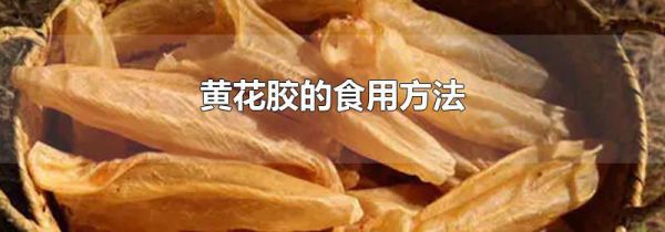 黄花胶的食用方法