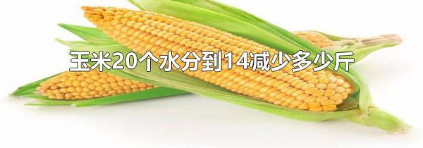 玉米20个水分到14减少多少斤